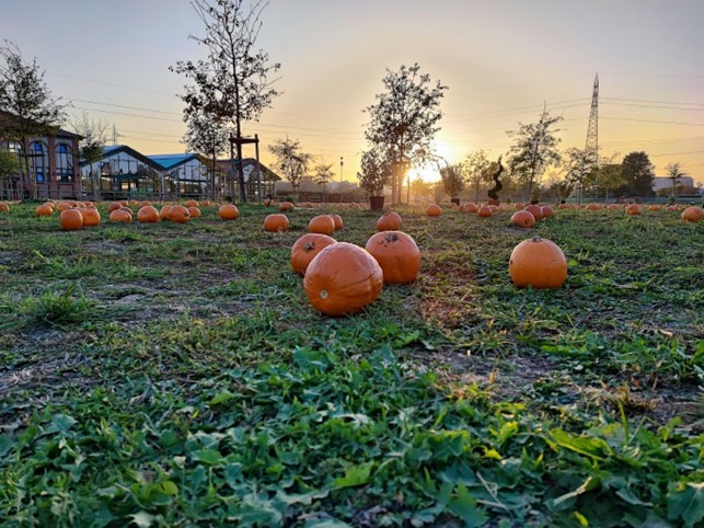 halloween milano agricole delle meraviglie