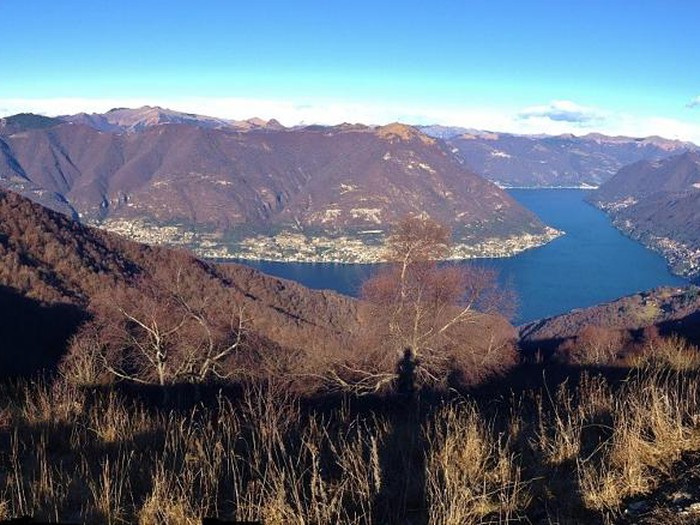 brunate